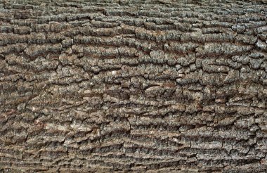 Bir ağaç yeşil yosun ve liken üstünde o ile kahverengi kabuğu kabartma dokusu. Dairesel bir meşe kabuğu Panoraması genişletilmiş.