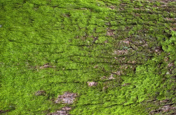 Reliéfní Textura Hnědé Kůry Stromu Zeleným Mechem Lišejníky Něm Rozšířené — Stock fotografie