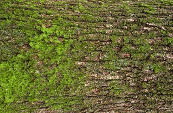 Bir Ağaç Yeşil Yosun Liken Üstünde Ile Kahverengi Kabuğu Kabartma — Stok fotoğraf