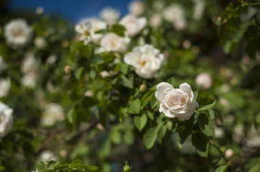 Beyaz gül tomurcukları yeşil Bush bir arka plan ile. Mavi bir gökyüzü bulutlu arka planda Bush beyaz gül çiçek.
