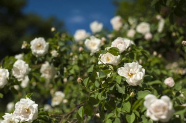 Beyaz gül tomurcukları yeşil Bush bir arka plan ile. Mavi bir gökyüzü bulutlu arka planda Bush beyaz gül çiçek.