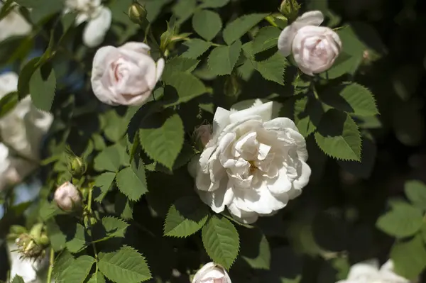 Belle Rose Bianche Con Boccioli Uno Sfondo Cespuglio Verde Bush — Foto Stock