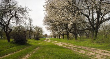 Panoramik fotoğraf bahar mevsiminde çiçek açan bir bahçe. Eski bahçe beyaz çiçek güzel elma ağaçlarının. Bahar atmosfer.