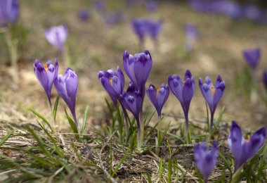 Çiçeklenme mor ve mavi çiğdem erken baharda yüksek dağlarda. Bahar arka plan. Vahşi hayvanlar bölümünde büyüyen bahar çiçek çiğdem.
