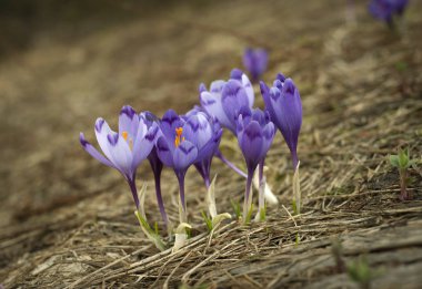 Çiçeklenme mor ve mavi çiğdem erken baharda yüksek dağlarda. Bahar arka plan. Vahşi hayvanlar bölümünde büyüyen bahar çiçek çiğdem.