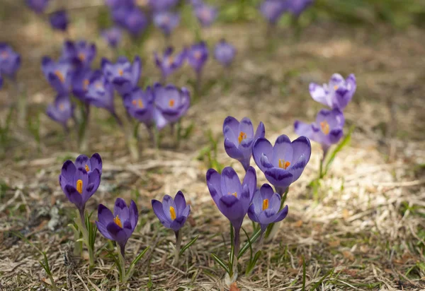 Blooming Violet Blue Crocus High Mountains Early Spring Spring Background — Stock Photo, Image