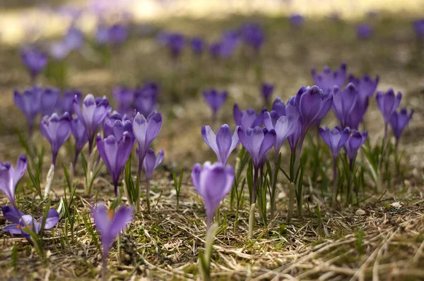Blooming Violet Blue Crocus High Mountains Early Spring Spring Background — Stock Photo, Image