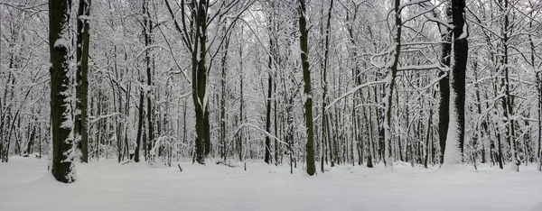 Snow Covered Trees Winter Forest Texture New Year Background Panoramic — Stock Photo, Image