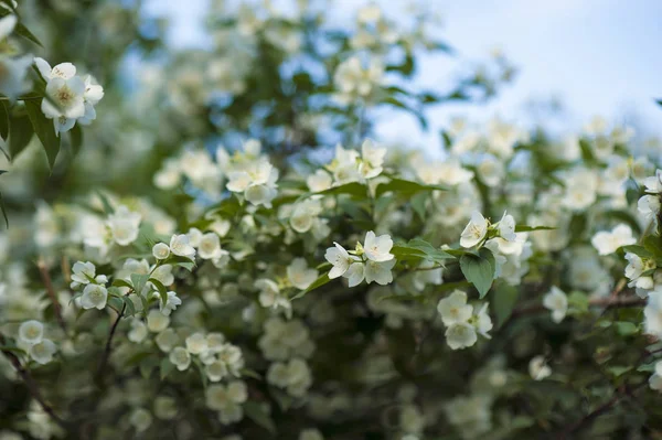 Jasmínových Květů Zahradě Slunečný Den Voňavé Bílé Jasmínových Květů Bush — Stock fotografie