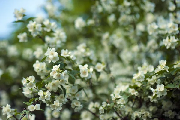 Jaśmin Kwitnie Słoneczny Dzień Ogrodzie Pachnące Białe Kwiaty Jasmine Krzaku — Zdjęcie stockowe
