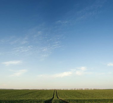 Mavi gökyüzü güneşli bir bahar yeşil alanın panoramik fotoğraf. Yeşil fidan bahar alanını çiftlikte. Arka plan olarak tarım ekonomisi.
