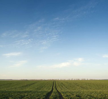 Mavi gökyüzü güneşli bir bahar yeşil alanın panoramik fotoğraf. Yeşil fidan bahar alanını çiftlikte. Arka plan olarak tarım ekonomisi.