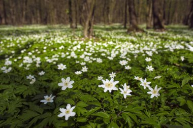 Güneşli bir gün ormanda Anemone nemorosa çiçek. Ahşap anemon çiçeği, windflower, lale. Mavi ve beyaz çiçekler ile muhteşem yeşil orman. Güzel yaz orman manzara.