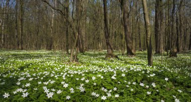 Güneşli bir gün ormanda Anemone nemorosa çiçek. Ahşap anemon çiçeği, windflower, lale. Mavi ve beyaz çiçekler ile muhteşem yeşil orman. Güzel yaz orman manzara.
