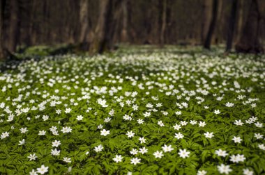 Güneşli bir gün ormanda Anemone nemorosa çiçek. Ahşap anemon çiçeği, windflower, lale. Mavi ve beyaz çiçekler ile muhteşem yeşil orman. Güzel yaz orman manzara.