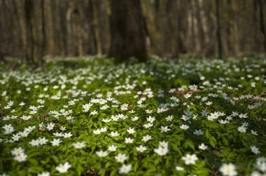 Güneşli bir gün ormanda Anemone nemorosa çiçek. Ahşap anemon çiçeği, windflower, lale. Mavi ve beyaz çiçekler ile muhteşem yeşil orman. Güzel yaz orman manzara.