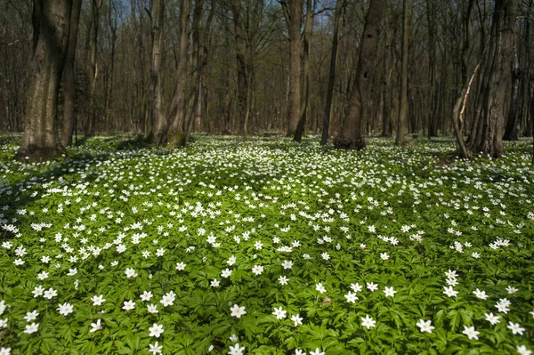 Anemone Nemorosa Blüht Sonnigen Tag Wald Anemone Windblume Fingerhut Märchenhafter — Stockfoto