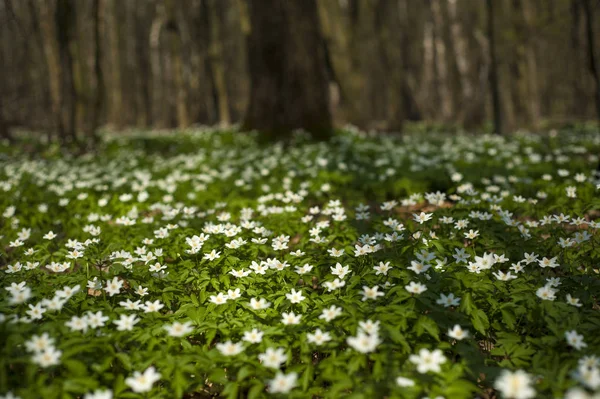 Anemone Nemorosa Blüht Sonnigen Tag Wald Anemone Windblume Fingerhut Märchenhafter — Stockfoto