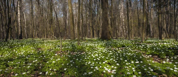 Anemone Nemorosa Blüht Sonnigen Tag Wald Anemone Windblume Fingerhut Märchenhafter — Stockfoto