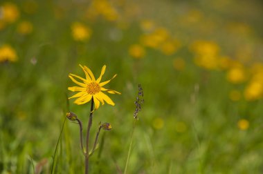 Bir arka plan veya doku olarak renkli dağ çiçekli yeşil dağ çayır. Tıbbi bitki Arnica (arnika montana) blooms alp çayırda.
