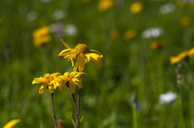 Bir arka plan veya doku olarak renkli dağ çiçekli yeşil dağ çayır. Tıbbi bitki Arnica (arnika montana) blooms alp çayırda.