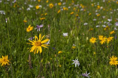 Bir arka plan veya doku olarak renkli dağ çiçekli yeşil dağ çayır. Tıbbi bitki Arnica (arnika montana) blooms alp çayırda.