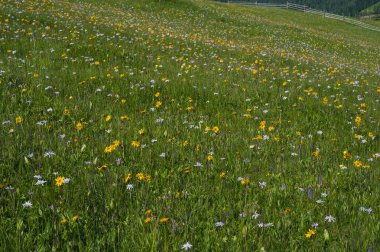 Bir arka plan veya doku olarak renkli dağ çiçekli yeşil dağ çayır. Tıbbi bitki Arnica (arnika montana) blooms alp çayırda.