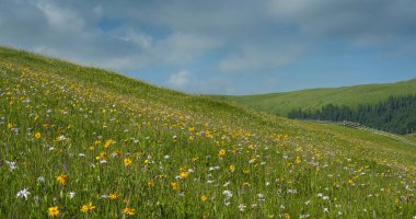Çayır çiçek ve otlar çiçek ormanlar ve dağlar yaz aylarında zemin karşı Karpatlar. Tıbbi bitki Arnica (arnika montana) blooms alp çayırda.