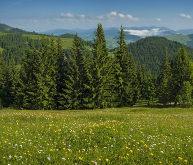 Çayır çiçek ve otlar çiçek ormanlar ve dağlar yaz aylarında zemin karşı Karpatlar. Tıbbi bitki Arnica (arnika montana) blooms alp çayırda.