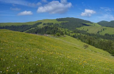 Çayır çiçek ve otlar çiçek ormanlar ve dağlar yaz aylarında zemin karşı Karpatlar. Tıbbi bitki Arnica (arnika montana) blooms alp çayırda.