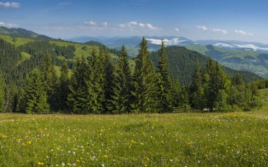 Meadow flowers and herbs bloom in the Carpathians against the backdrop of forests and mountains in the summer. Medicinal plant Arnica (Arnica montana) blooms in alpine meadow. clipart