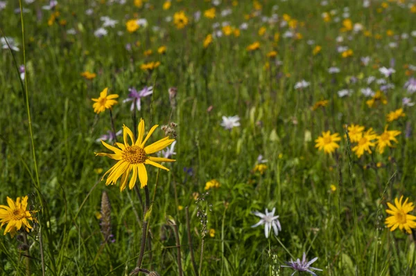 Grüne Bergwiese Mit Farbigen Bergblumen Als Hintergrund Oder Textur Heilpflanze — Stockfoto