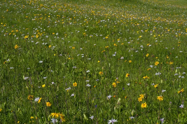 Prado Montanha Verde Com Flores Coloridas Montanha Como Fundo Textura — Fotografia de Stock