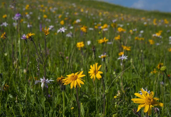 Grüne Bergwiese Mit Farbigen Bergblumen Als Hintergrund Oder Textur Heilpflanze — Stockfoto