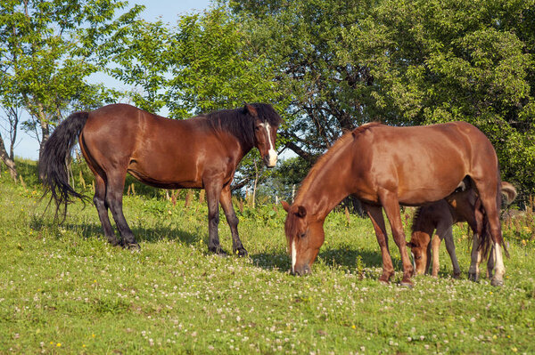 Foal with horse mom on the farm graze. Brown mare and foal grazing together in a pasture in the Carpathians in the summer.