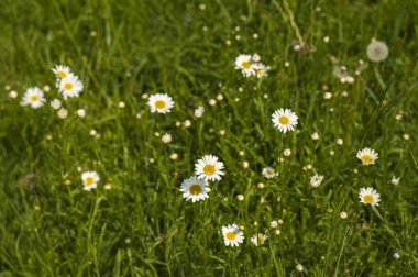 Beyaz papatya sahada seçici odak ile yaz aylarında çiçek açar. Doğa arka plan çiçek papatya çiçekleri ile yakın çekim güneşli bir günde.