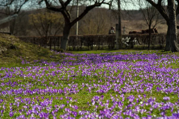 Farbenfrohe Frühlingslandschaft Einem Karpatendorf Mit Blühenden Krokusfeldern Blühende Lila Blüten — Stockfoto