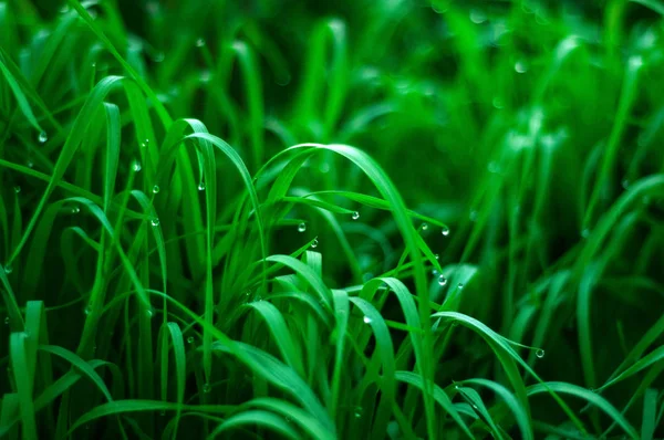 Fresh green grass with dew drops close up. Water drops on the fresh grass after rain. Light morning dew on the green grass.