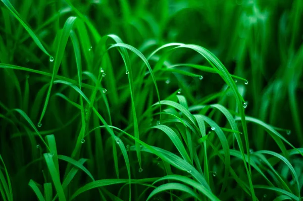 Fresh green grass with dew drops close up. Water drops on the fresh grass after rain. Light morning dew on the green grass.