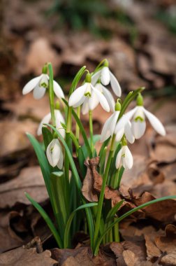Bahar ormanda beyaz taze kardelen çiçek. İhale bahar çiçekleri kardelen habercilere ısınma baharın gelişini sembolize.