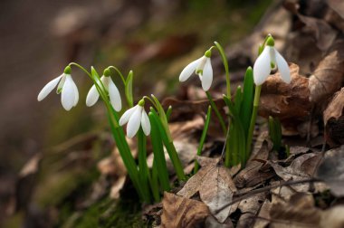 Bahar ormanda beyaz taze kardelen çiçek. İhale bahar çiçekleri kardelen habercilere ısınma baharın gelişini sembolize.
