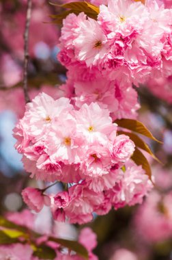 İhale Sakura çiçekler bahar mevsiminde çiçek kapatın. Pembe bahar kiraz çiçeği Uzhgorod, Ukrayna'da doğada güzellik. Sakura arka plan.