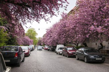 Güzel manolya ağacı parkta bahar zaman çiçek açması. Fotoğraf Uzhgorod şehir merkezinde sakura çiçeği sırasında gösterir. Resim 11 Nisan 2016