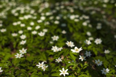 Güneşli bir gün ormanda Anemone nemorosa çiçek. Ahşap anemon çiçeği, windflower, lale. Mavi ve beyaz çiçekler ile muhteşem yeşil orman. Güzel yaz orman manzara.