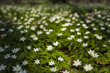 Güneşli bir gün ormanda Anemone nemorosa çiçek. Ahşap anemon çiçeği, windflower, lale. Mavi ve beyaz çiçekler ile muhteşem yeşil orman. Güzel yaz orman manzara.