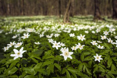 Güneşli bir gün ormanda Anemone nemorosa çiçek. Ahşap anemon çiçeği, windflower, lale. Mavi ve beyaz çiçekler ile muhteşem yeşil orman. Güzel yaz orman manzara.
