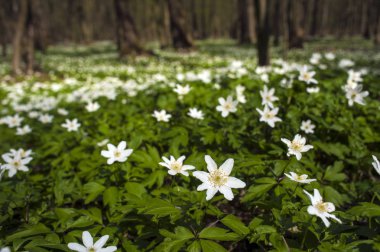 Güneşli bir gün ormanda Anemone nemorosa çiçek. Ahşap anemon çiçeği, windflower, lale. Mavi ve beyaz çiçekler ile muhteşem yeşil orman. Güzel yaz orman manzara.