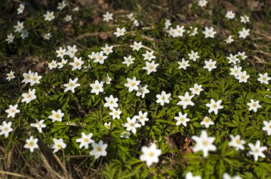 Güneşli bir gün ormanda Anemone nemorosa çiçek. Ahşap anemon çiçeği, windflower, lale. Mavi ve beyaz çiçekler ile muhteşem yeşil orman. Güzel yaz orman manzara.