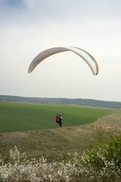 Paraglider Flies Fields Blooming Mountainside Spring Season Paragliding Spring Fields — Stock Photo, Image