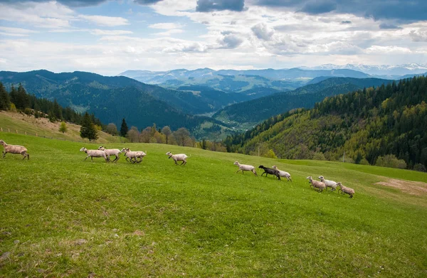 Carpathians Ukraine Journey Mountains Hiking Travel Lifestyle Concept Beautiful Mountains — Stock Photo, Image